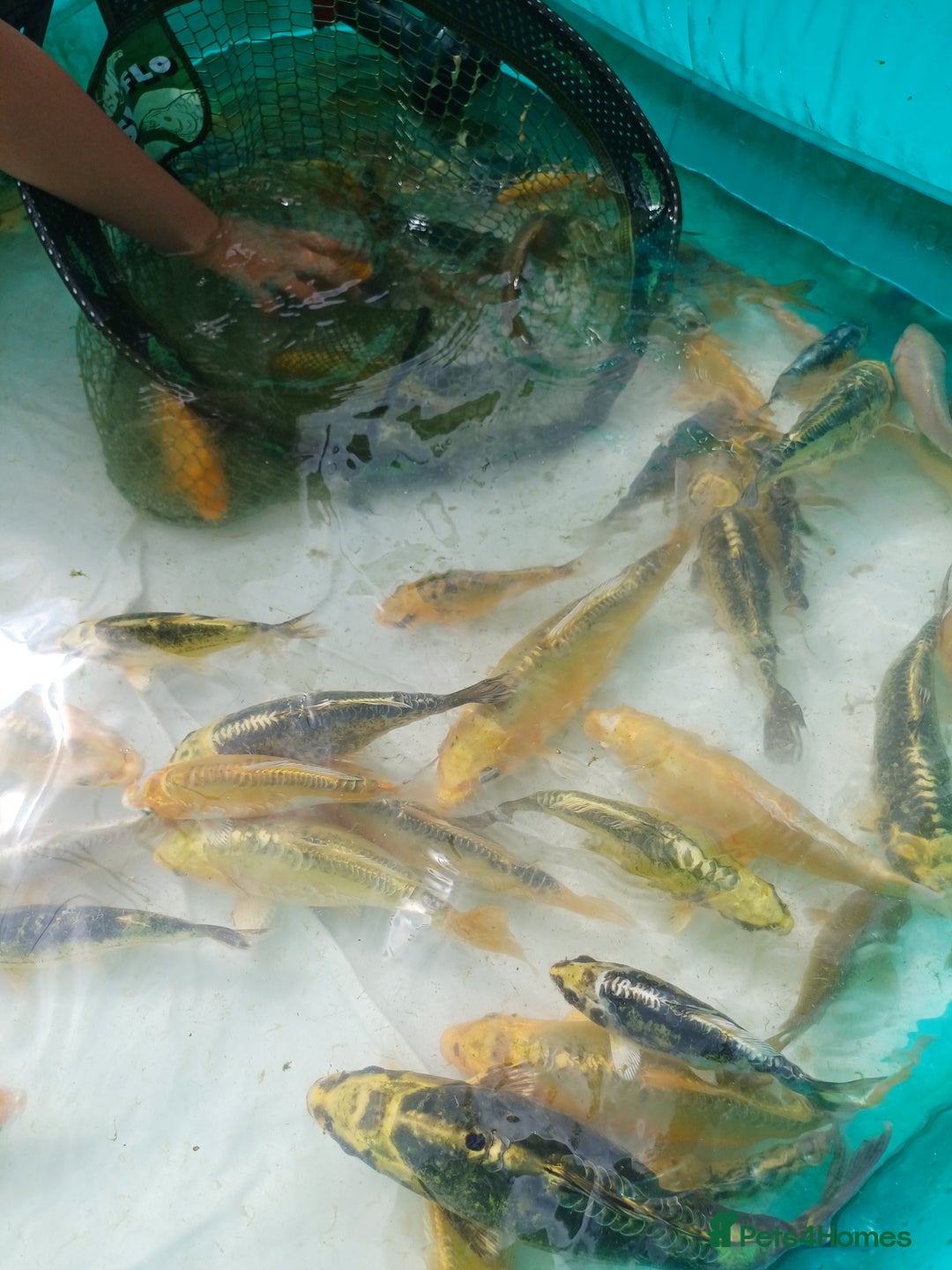 Koi Carp fish for sale: UK koi carp  - Image 2