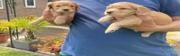 Cocker Spaniel dogs for sale: Beautiful cocker spaniel puppies, KC Reg/H tested - Advert 2