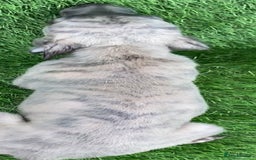 Whippet dogs for sale: Kc whippet pups  - Image 10