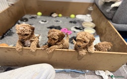 Miniature Poodle dogs for sale: Stunning Miniture Poodles - Image 31