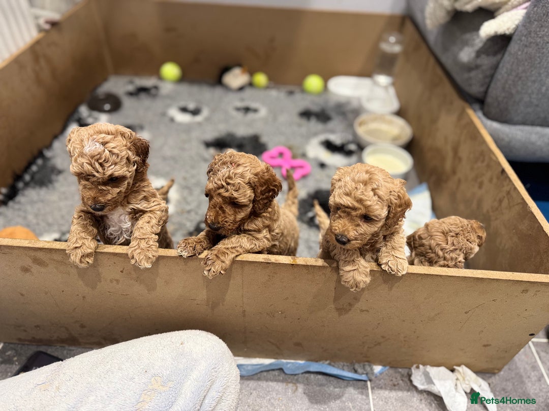 Miniature Poodle dogs for sale: Stunning Miniture Poodles - Image 31