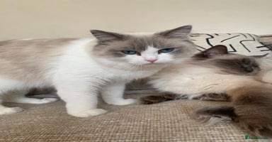 Ragdoll cats 🐾 Family reared GCCF reg ragdoll Kitten🐾 - Advert 10