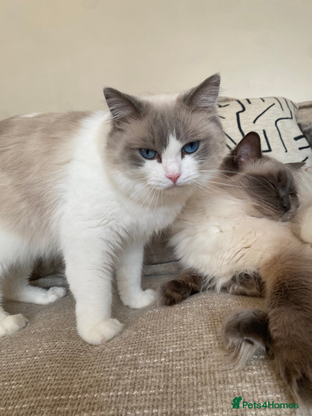 Ragdoll cats for sale: 🐾 Family reared GCCF reg ragdoll Kitten🐾 - Advert 2