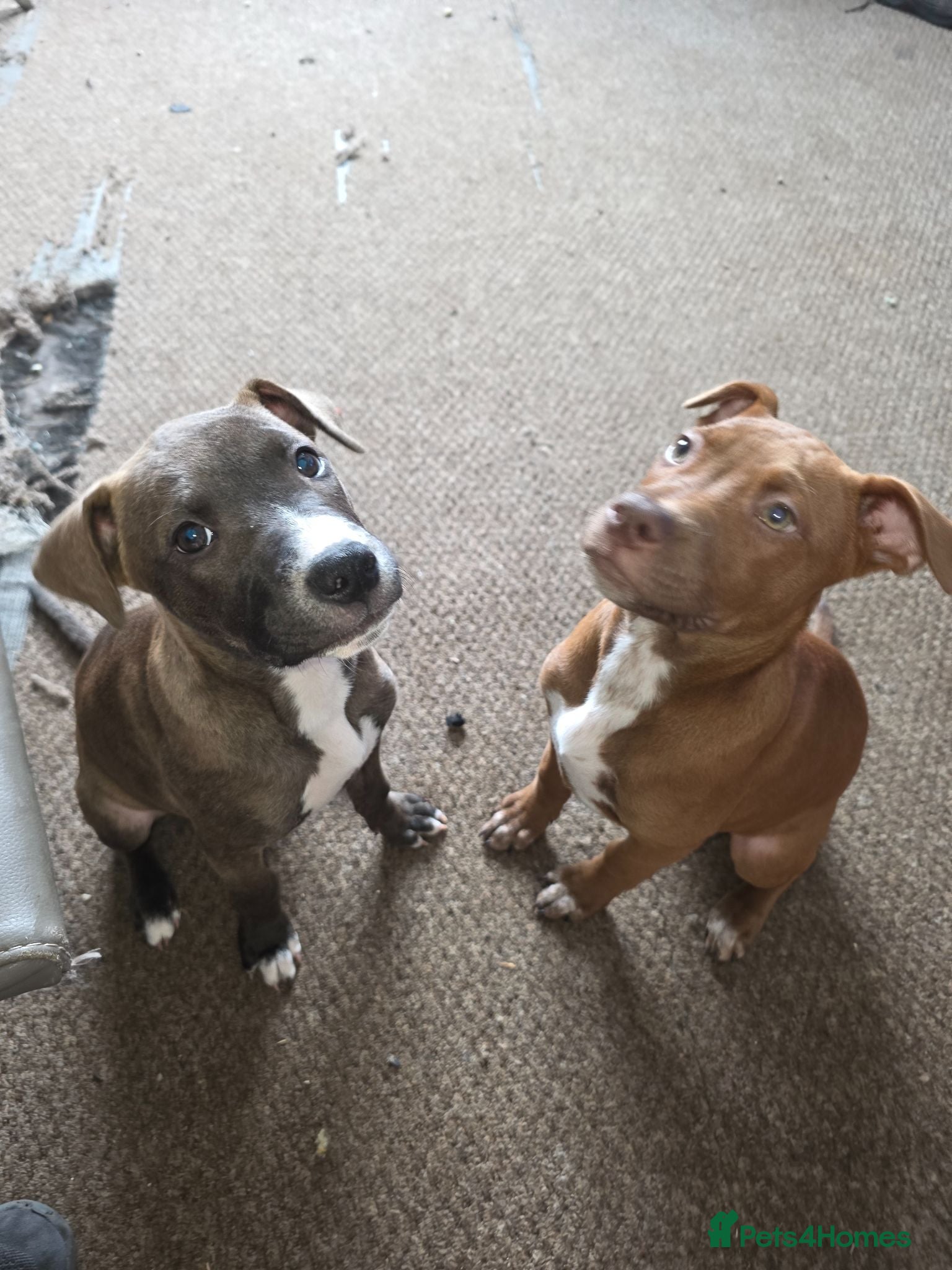 Mixed Breed dogs Beautiful mixed breed puppies - only 2 girls left - Advert 11