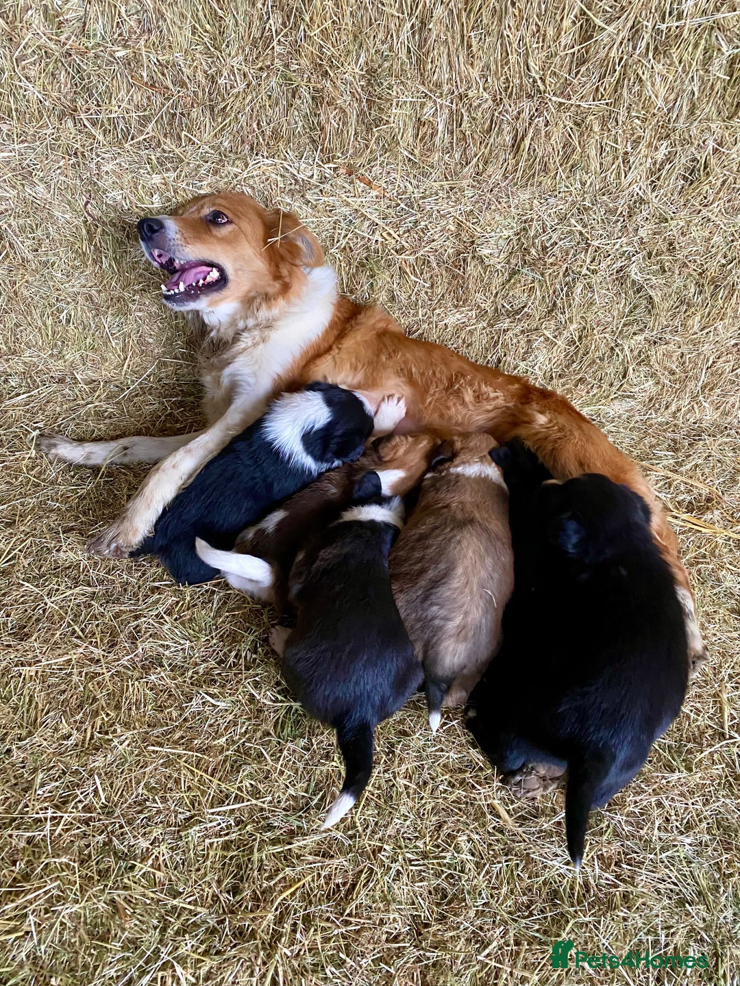 Border Collie dogs for sale: Border Collie Puppies - Advert 2