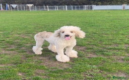 Standard Poodle dogs for stud: Apricot Standard Poodle Stud Dog  - Advert 2