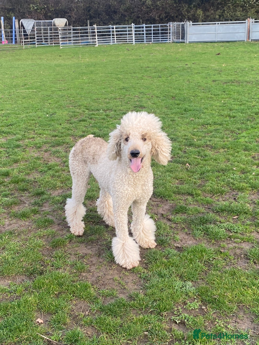 Standard Poodle dogs for stud: Apricot Standard Poodle Stud Dog  - Advert 2