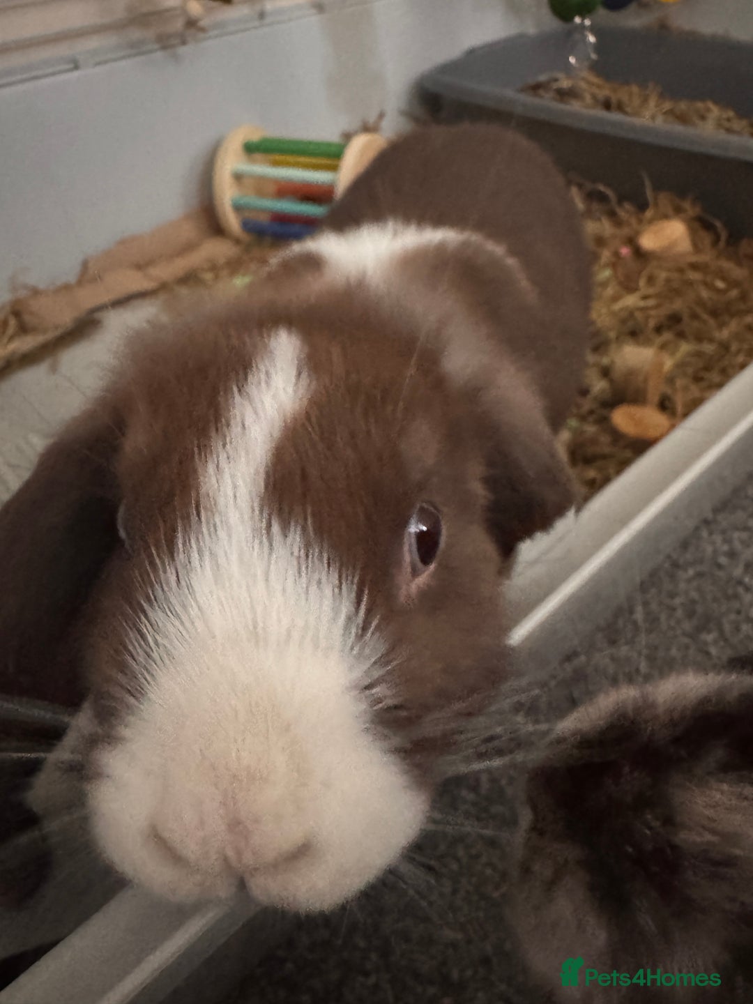 Dwarf Lop rabbits for sale: 2 male dwarf lops - vaccinated and neutered - Advert 3