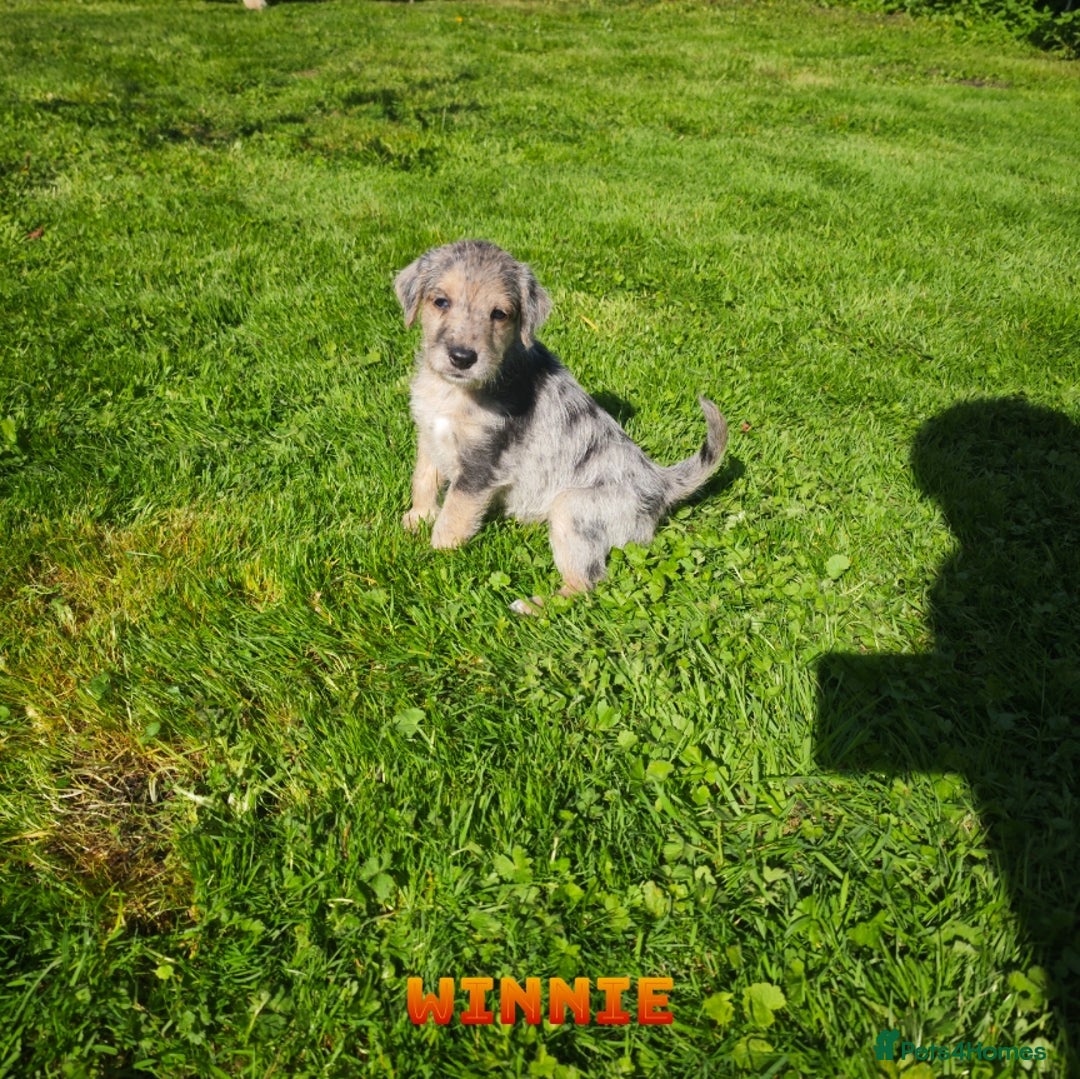 Mixed Breed dogs for sale: Parson Russell Cross Puppies  - Image 20