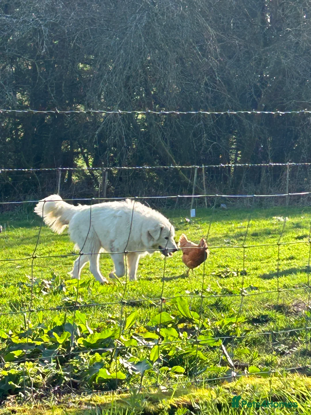 Maremma Sheepdog dogs for sale:  maremma sheepdog litter - Advert 7