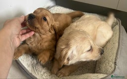 Golden Retriever dogs for sale: Beautiful KC Golden Retriever Puppies - Image 4