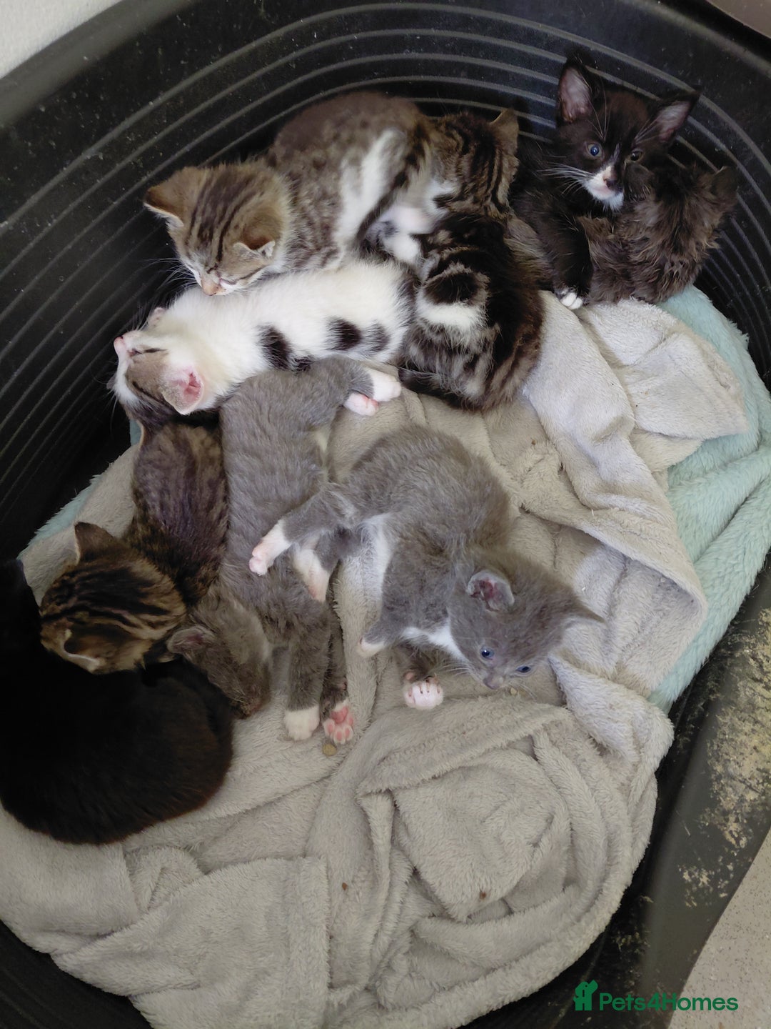 Mixed Breed cats for sale: Beautiful kittens - Image 12