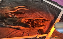 Mixed Breed dogs for sale: GSD × Dutch Herder – Top European Working Lines - Image 8