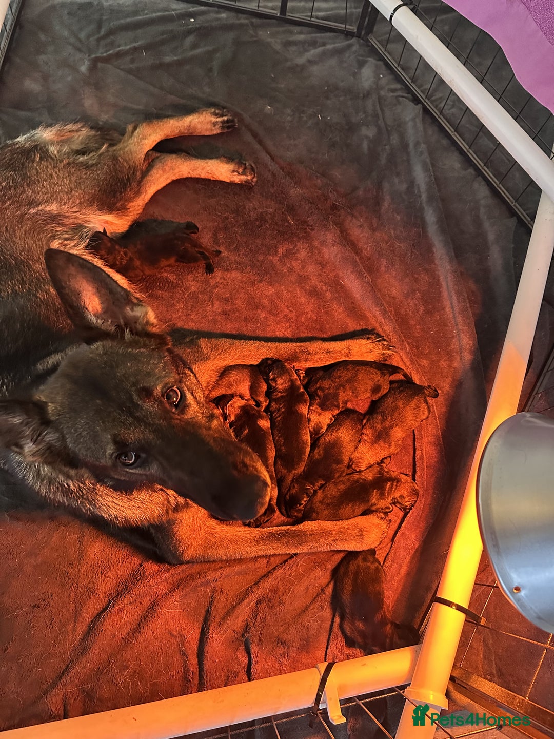 Mixed Breed dogs for sale: GSD × Dutch Herder – Top European Working Lines - Image 8