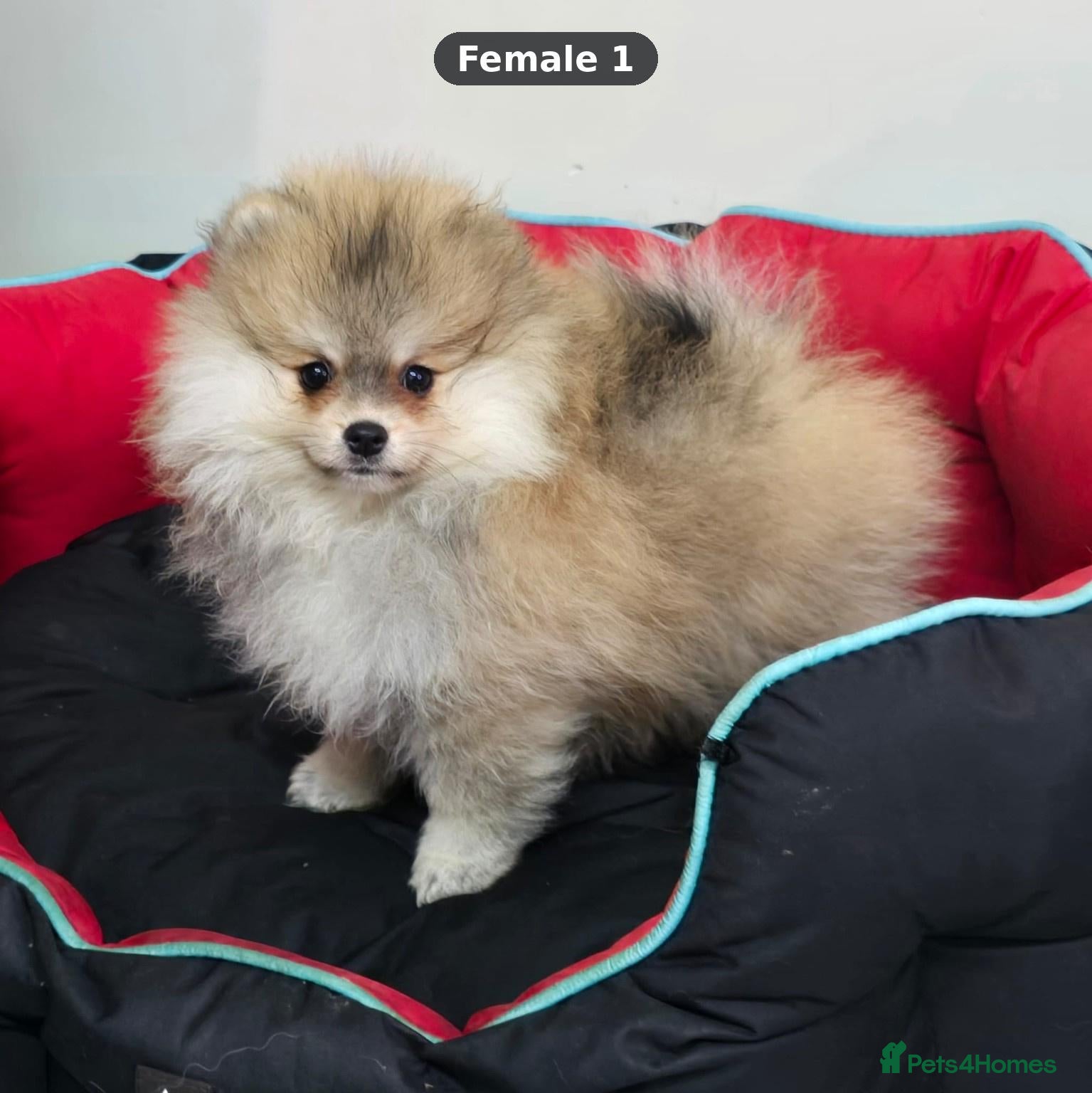 Pomeranian dogs 5 Beautiful Pomeranian Puppies - 2 Boys & 3 Girls - Advert 2
