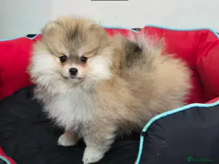 Pomeranian dogs 5 Beautiful Pomeranian Puppies - 2 Boys & 3 Girls - Advert 2