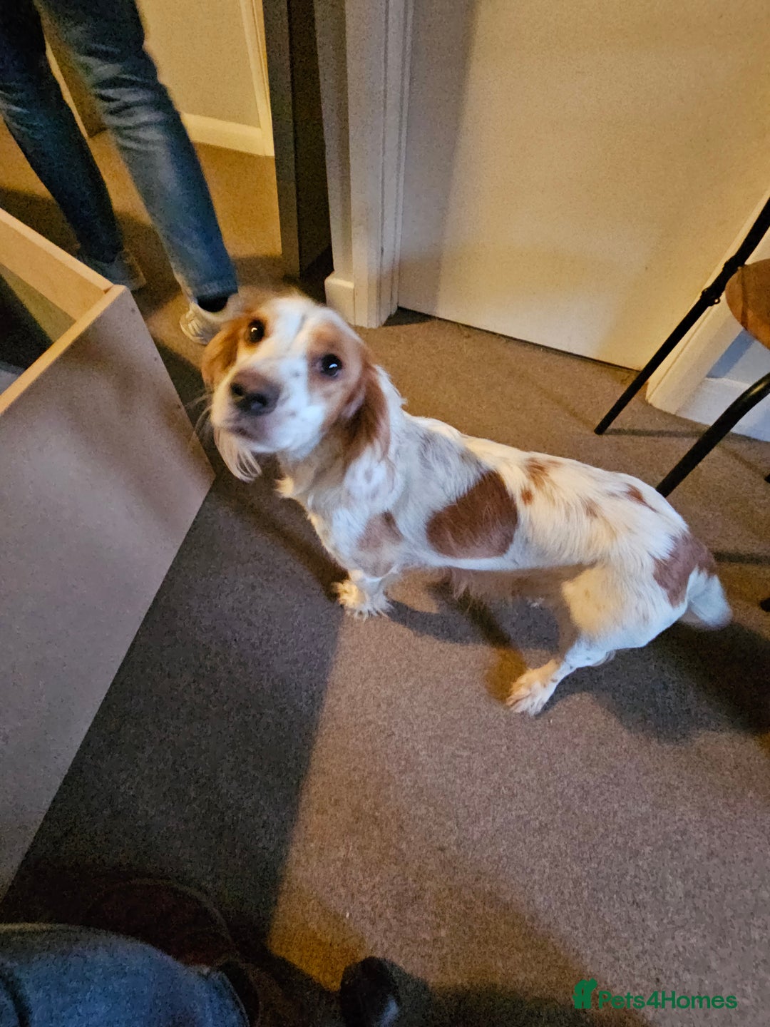 Cocker Spaniel dogs for sale: KC Working Cocker Spaniel Puppies - Advert 4