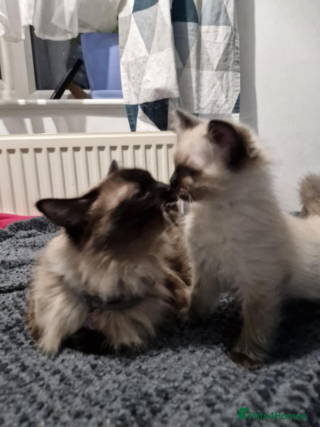 Ragdoll cats for sale: Seal Point Ragdoll – Boy Looking for a Loving Home - Advert 2