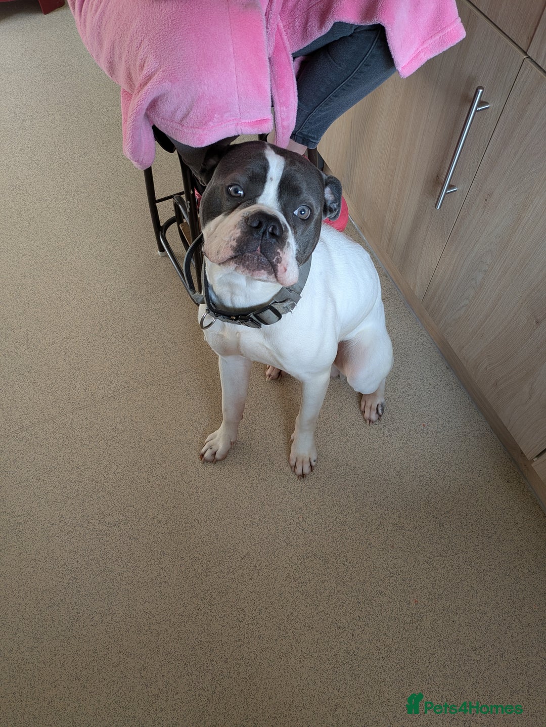 Dorset Olde Tyme Bulldogge dogs for sale: Buster - Image 4