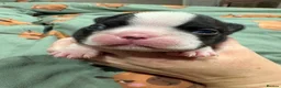 Boston Terrier dogs for sale: Kc reg Boston terriers  - Advert 3