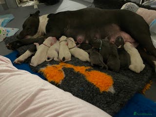 Staffordshire Bull Terrier dogs Adorable puppies - Advert 2