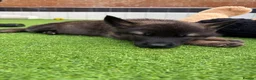 Mixed Breed dogs for sale: Nayas - Advert 18