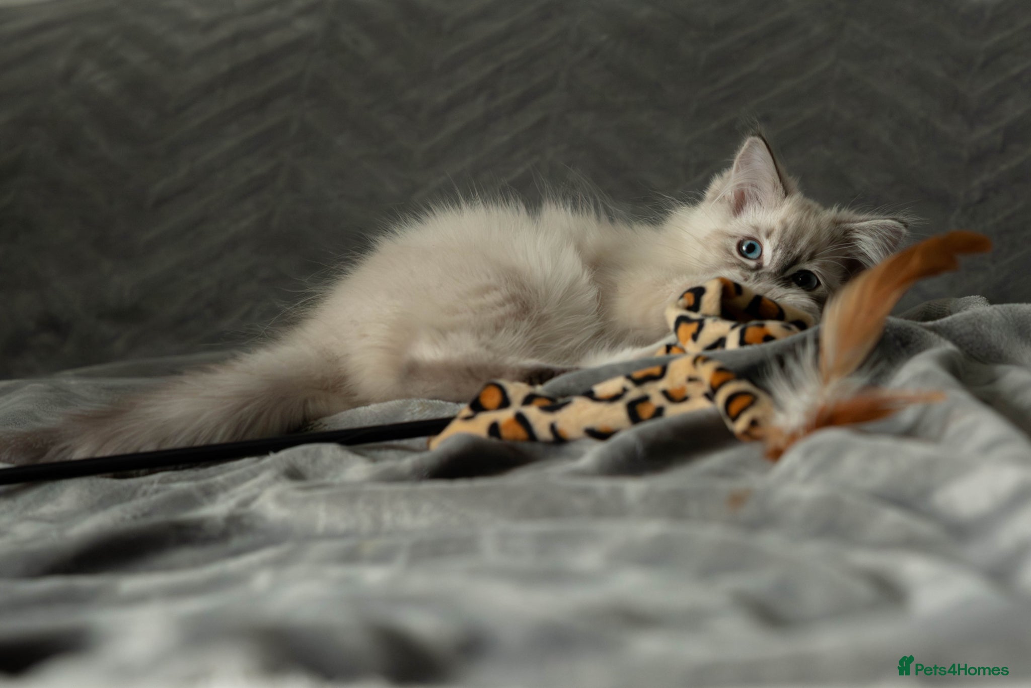 Ragdoll cats Pure Pedigree Ragdoll Kitten Blue Tabby GCCF - Advert 2