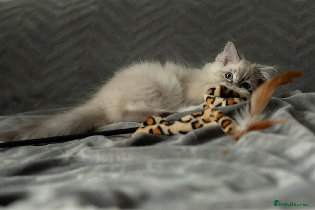 Ragdoll cats for sale: Pure Pedigree Ragdoll Kitten Blue Tabby GCCF - Advert 2