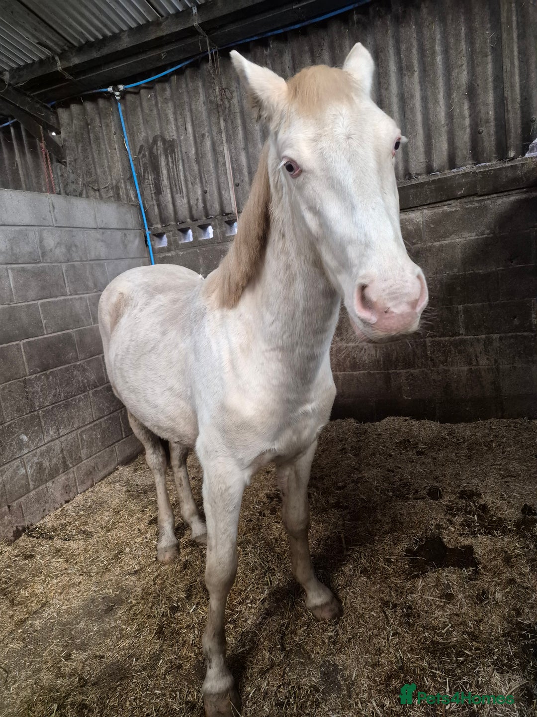 Trakehner horses for sale: 2 year old cremello and white gelding  - Advert 1