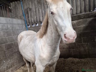 Trakehner horses 2 year old cremello and white gelding - Advert 2