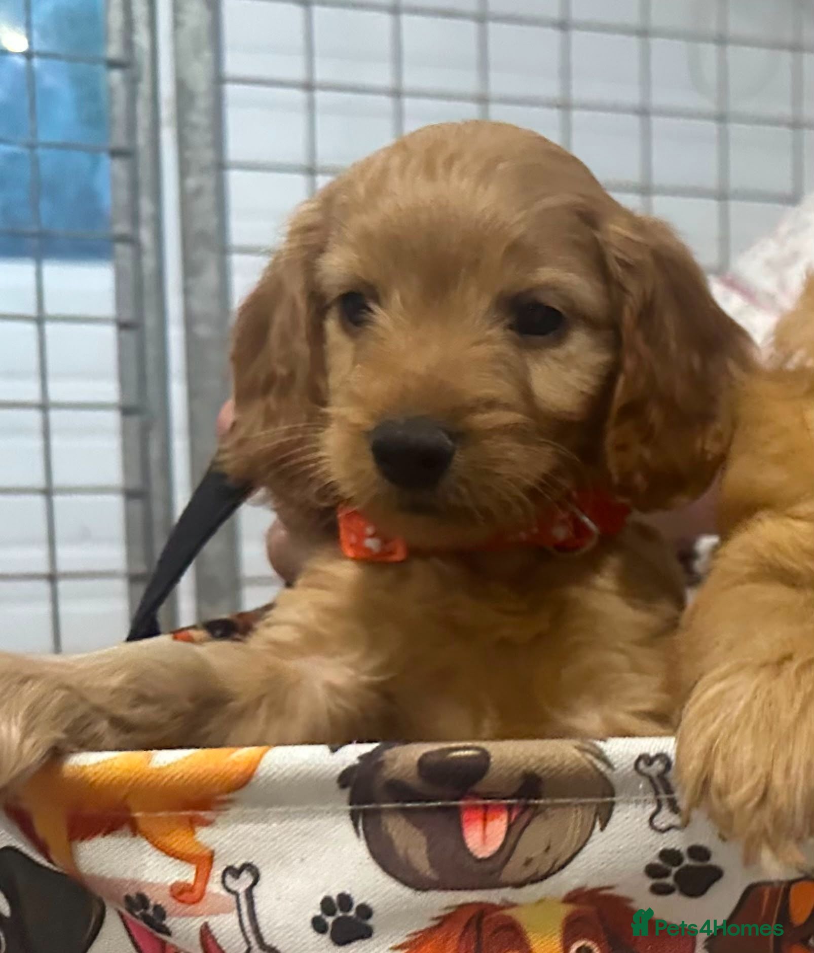 Cockapoo dogs Licensed F1 playful 3 cockapoo boys - Advert 5
