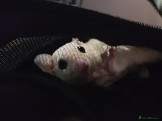 Sugar Glider rodents MALE SUGAR GLIDER FOR SALE - Advert 15