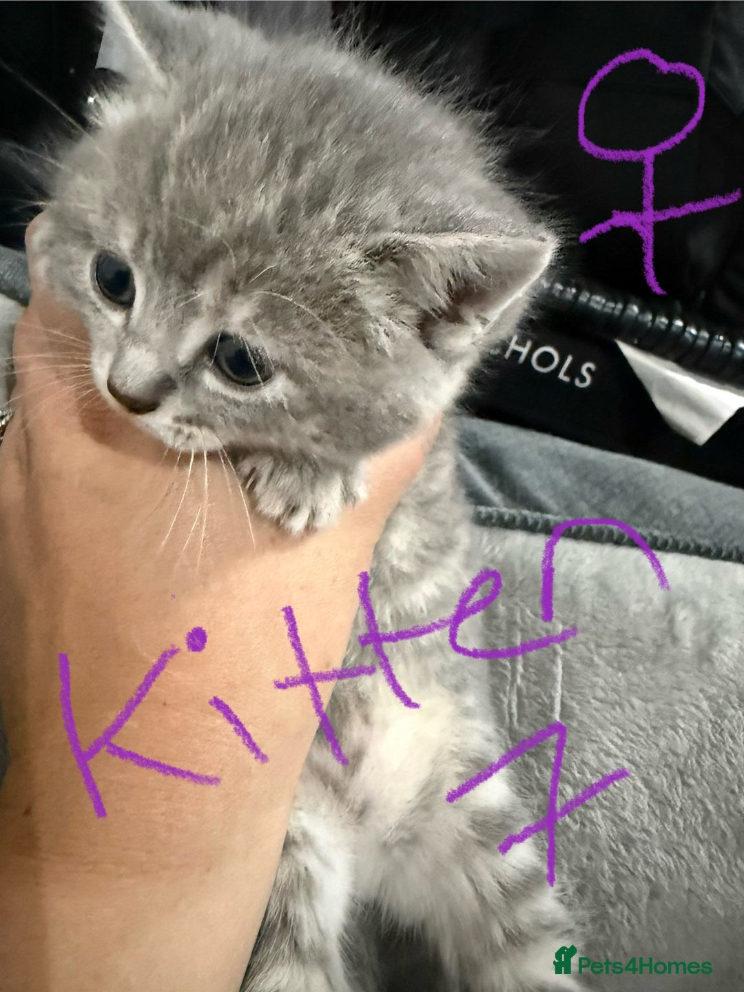 Ragdoll cats for sale: Ragdoll x main coon x British shorthair mix  - Image 25