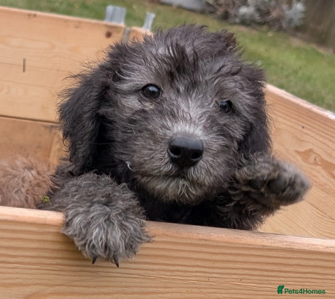 Bedlington Terrier dogs for sale: Bedlington terriers - working stock - Image 2
