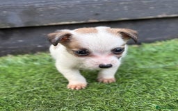 Jack Russell dogs for sale: The cutest little Jack Russel pups ❤️ - Image 22