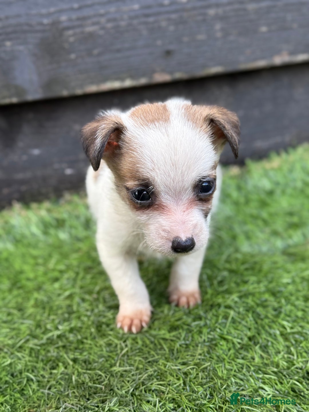 Jack Russell dogs for sale: The cutest little Jack Russel pups ❤️ - Image 22