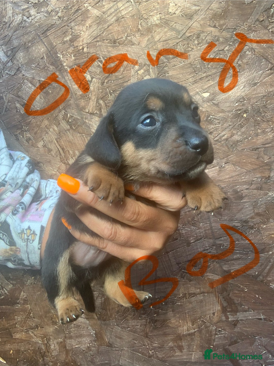 Jack Russell dogs for sale: Beautiful jack Russell puppies  - Image 9