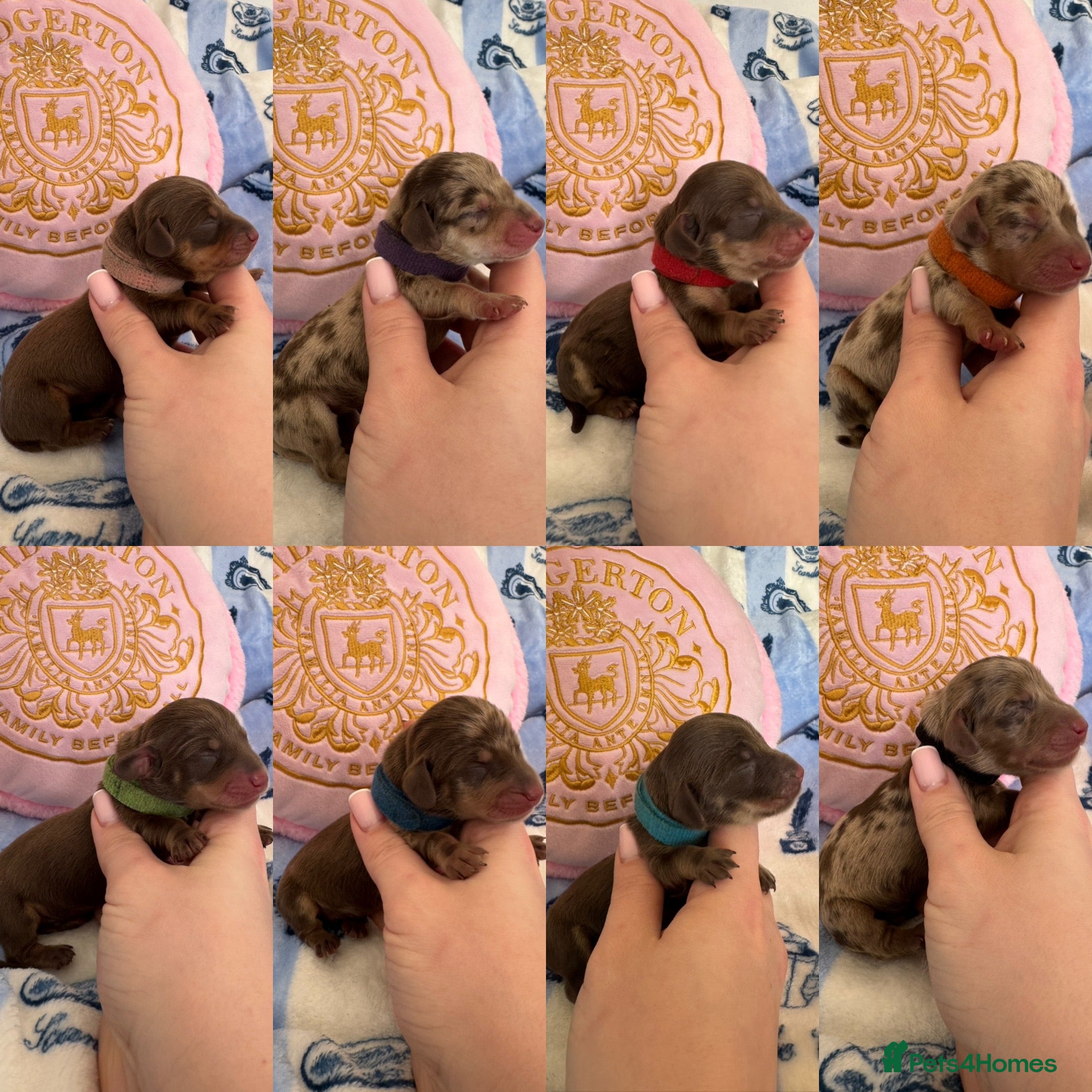 Miniature Dachshund dogs KC Miniature Dachshunds - PRA, DM and OI Clear - Advert 1