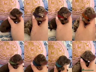 Miniature Dachshund dogs KC Miniature Dachshunds - PRA, DM and OI Clear - Advert 1