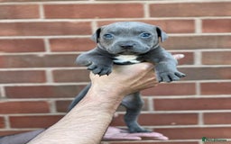 Staffordshire Bull Terrier dogs for sale: Stunning Staffordshire Bullterrier Puppies  - Image 3