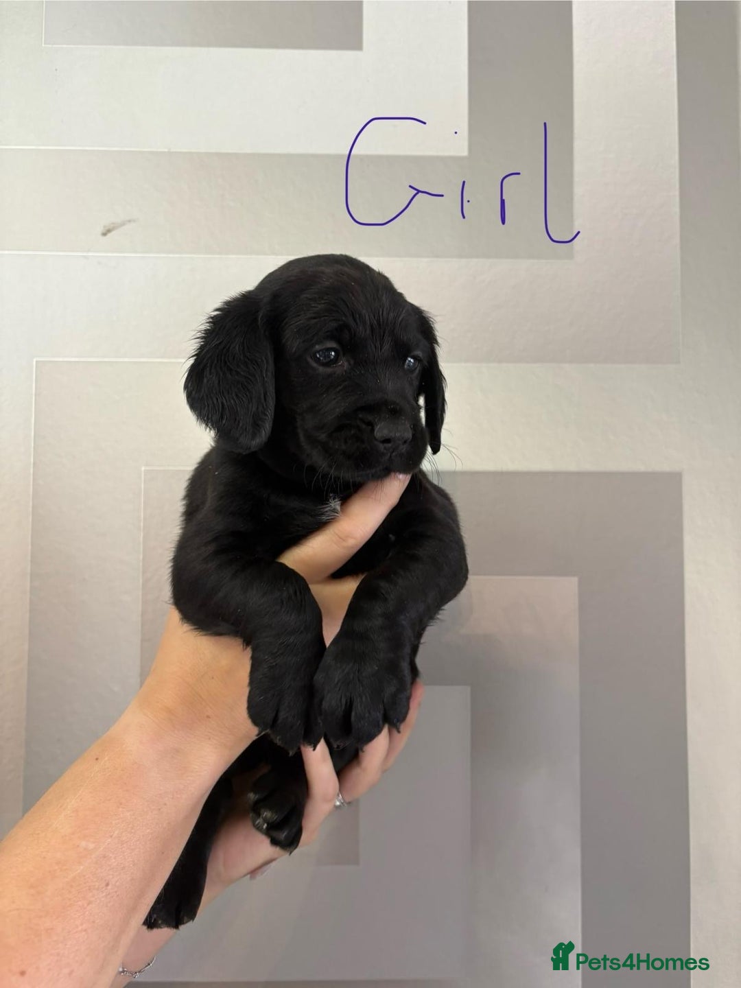 Cockerdor dogs for sale: Cockador puppies  - Image 15