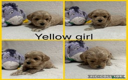 Maltipoo dogs for sale: Gorgeous Malshipoo - Image 4