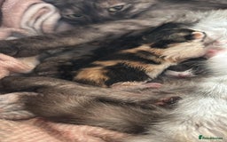 Maine Coon cats for sale: Maine Coon Mix Kittens - Image 8