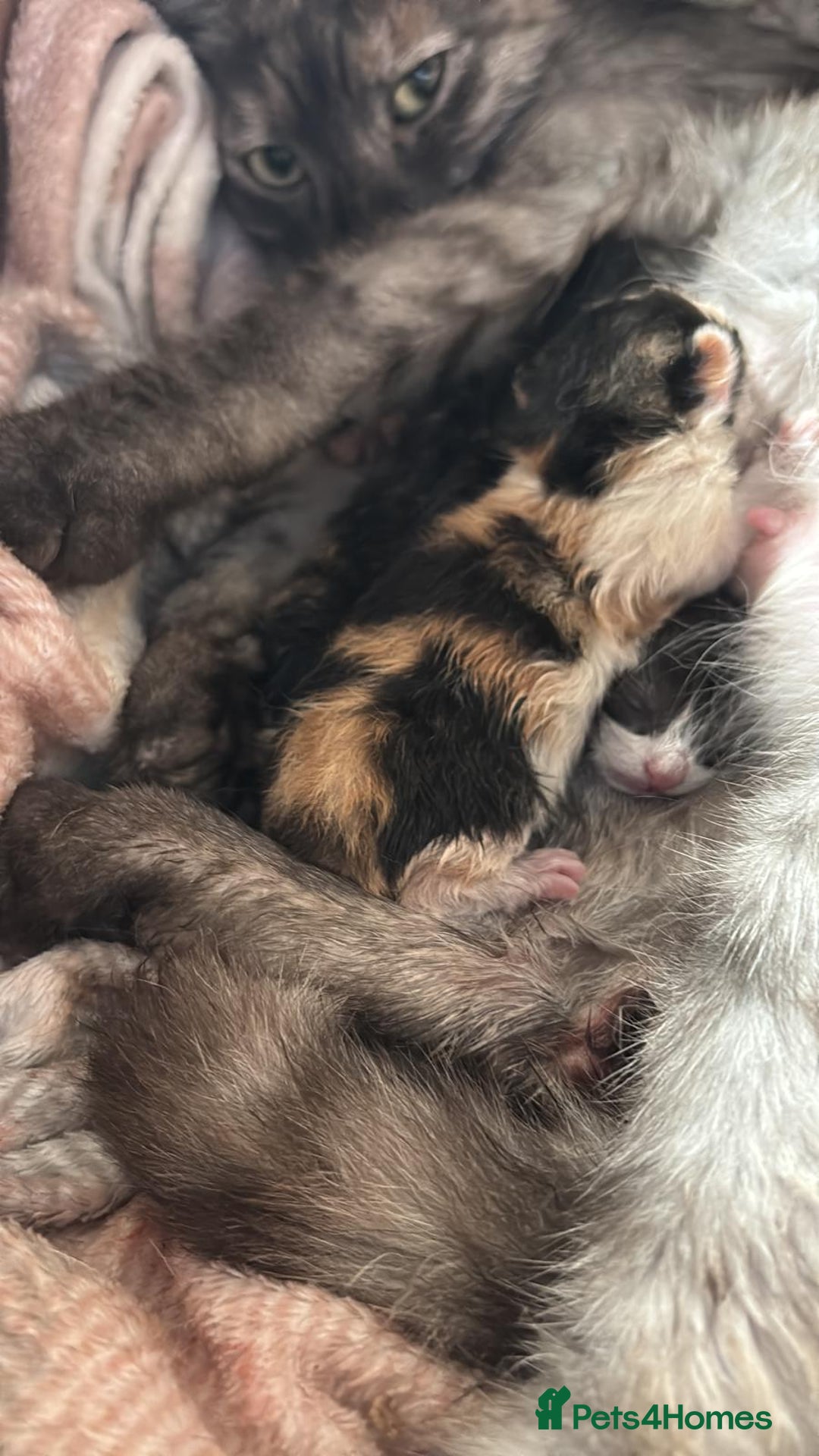Maine Coon cats for sale: Maine Coon Mix Kittens - Image 8