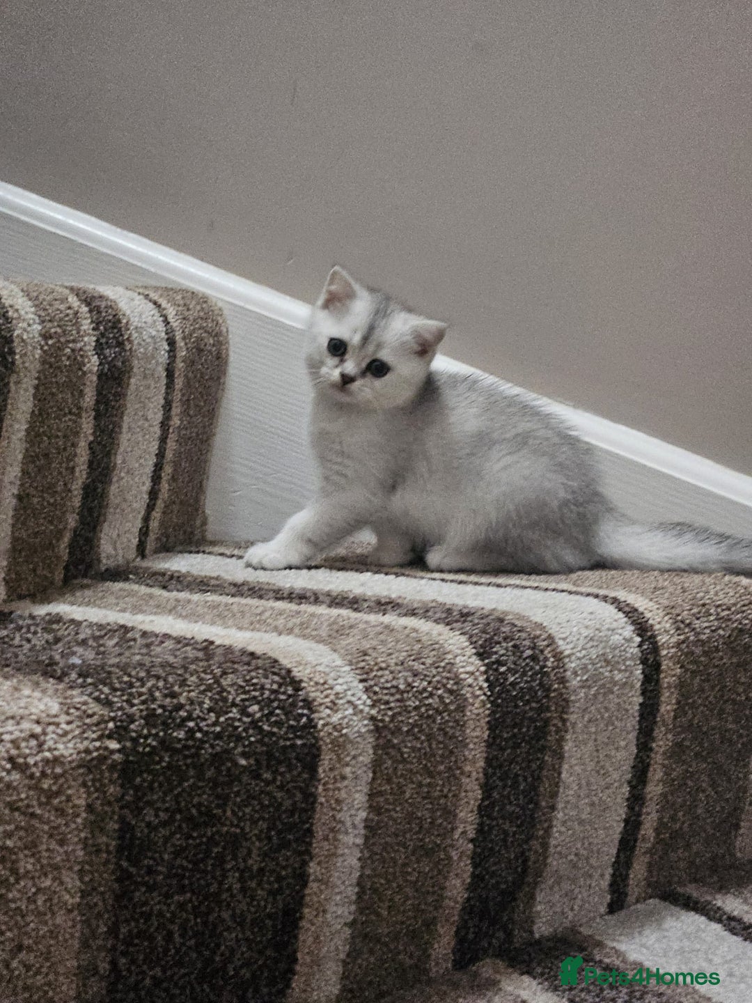 British Shorthair cats for sale: 4 British Short-hair kittens ready for new home💓 - Image 18