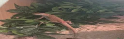Bearded Dragon reptiles for sale: Bearded Dragon - Female - 5 Months Old - Advert 5
