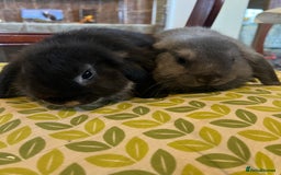 Mini Lop rabbits for sale: Two Mini Lop with Plush Baby Boys - Image 3