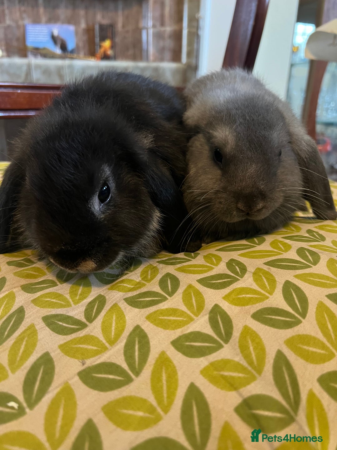 Mini Lop rabbits for sale: Two Mini Lop with Plush Baby Boys - Image 3