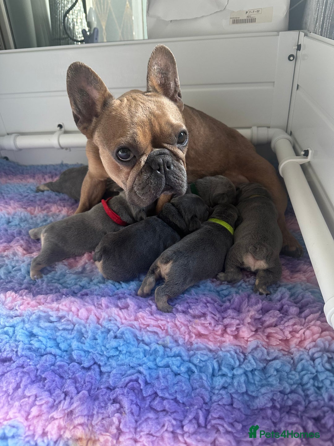 French Bulldog dogs for sale: 2 litters available from Natk9 clinic *JESUS PUPS* - Image 8