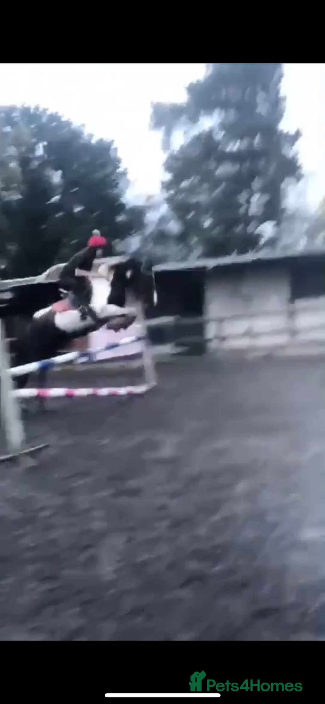 Other Breed horses for sale: Lady athena - Advert 19